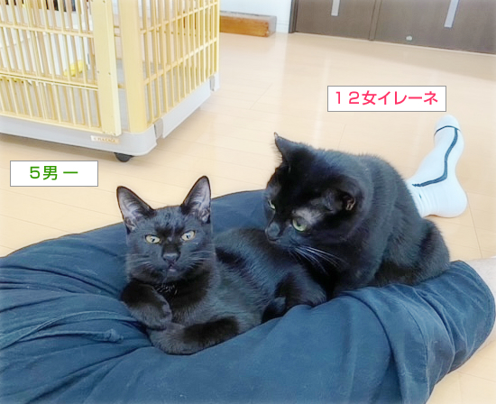 ニャニーズ事務所 女社長_a0389088_15060179.jpg