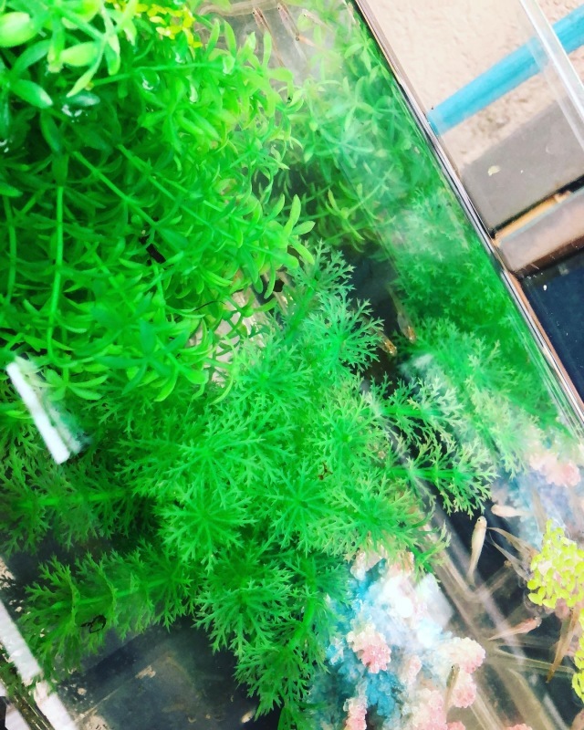 早朝散歩_a0129492_11513317.jpeg