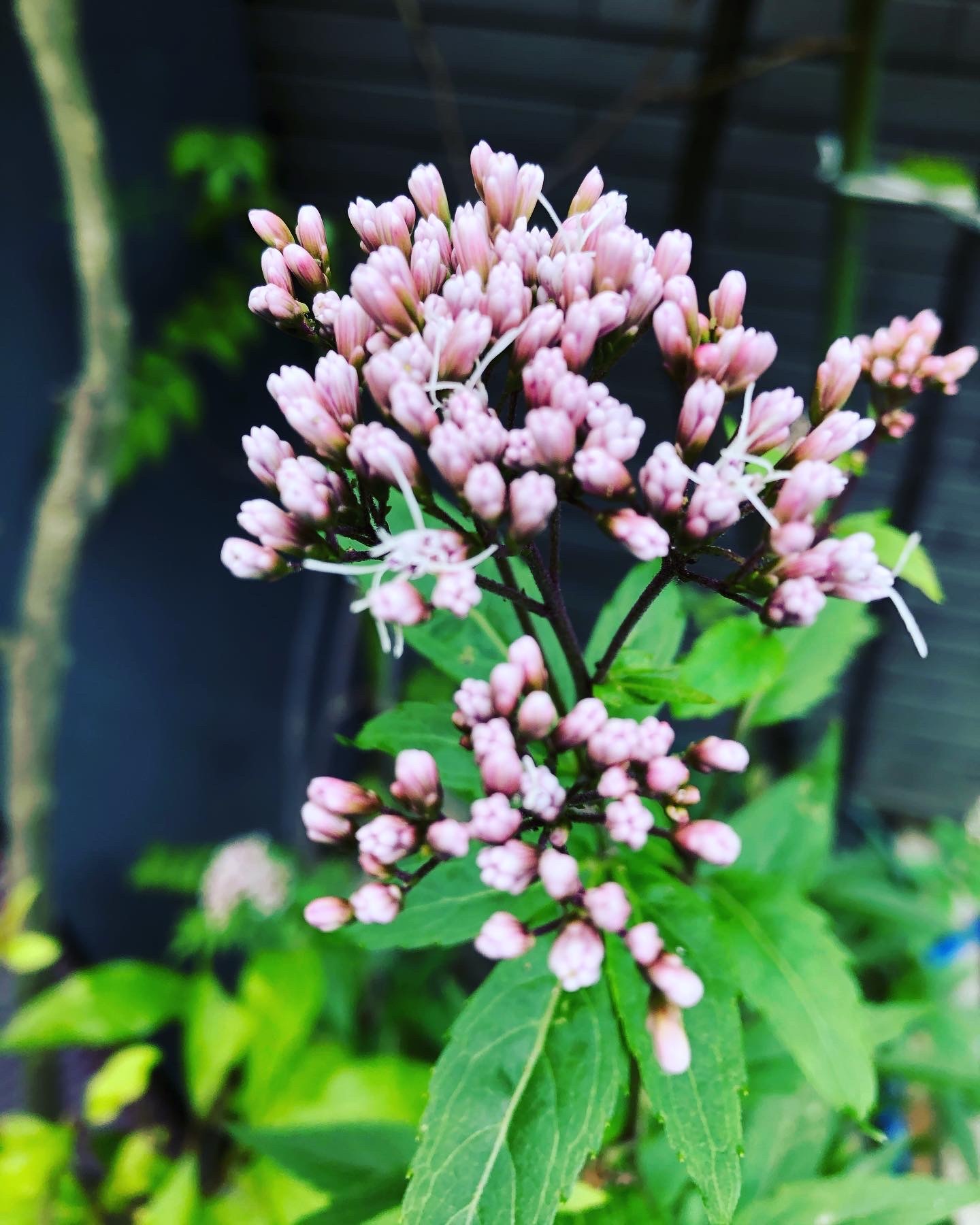 早朝散歩_a0129492_12002560.jpeg