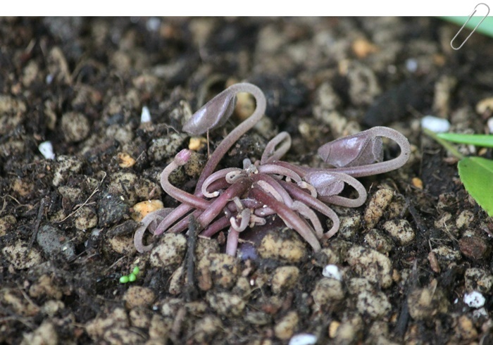 夏越しシクラメン他のお世話 小さな庭で