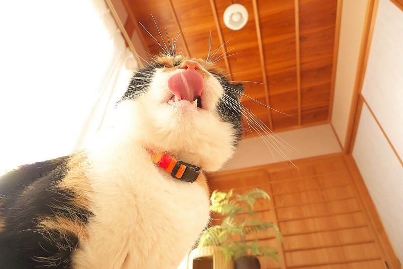 斑猫びょ エッ D ゚ ゚ ねこのあくび 斑猫びょ エッ D ゚ ゚ ねこのあくび