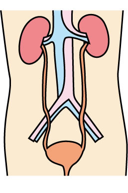 腎臓機能の低下にたいする漢方薬療法_f0135114_16480480.jpg