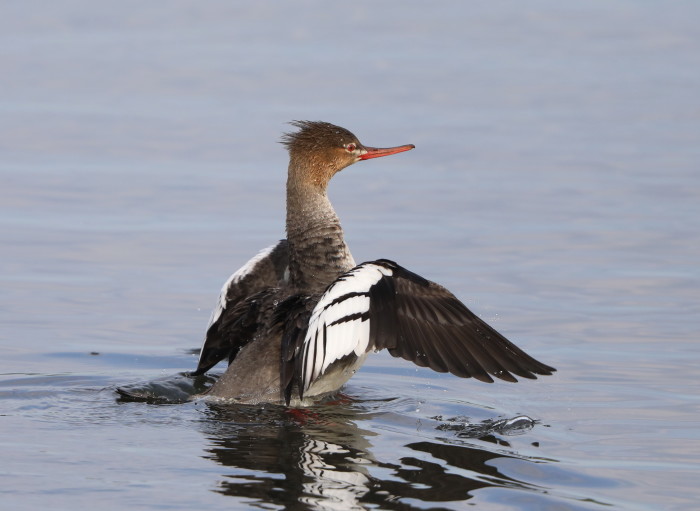 Mfの沼にて ウミアイサ その2 羽ばたき 私の鳥撮り散歩 Mfの沼にて ウミアイサ その2 羽ばたき 私の鳥撮り散歩