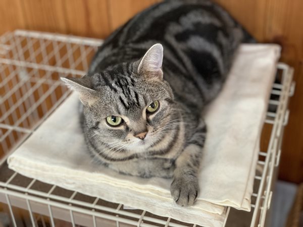 7さいアメリカンショートヘア リンパ腫 闘病にゃう セカンドオピニオンへ ツルカメ Days 7さいアメリカンショートヘア リンパ腫 闘病にゃう セカンドオピニオンへ ツルカメ Days