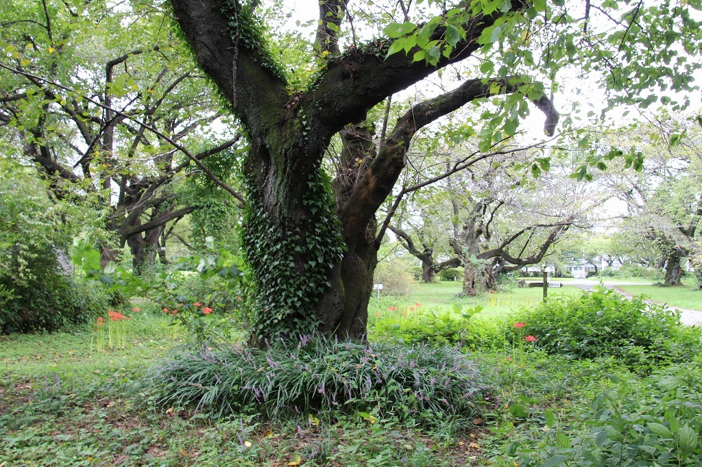 万葉集その八百十(蔦:つた)_b0162728_14571115.jpg
