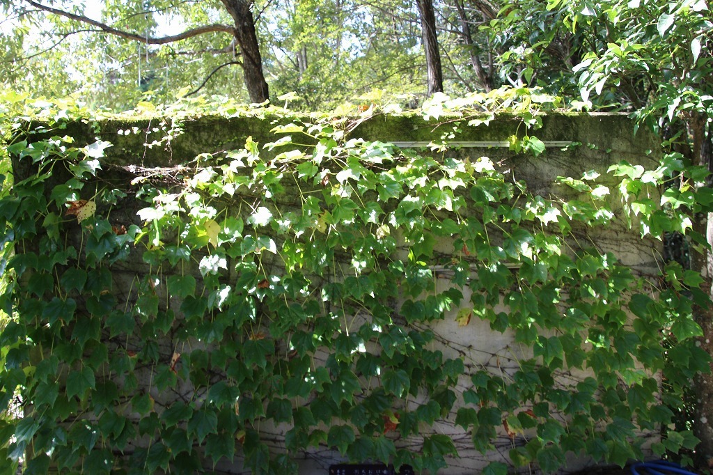 万葉集その八百十(蔦:つた)_b0162728_14572372.jpg