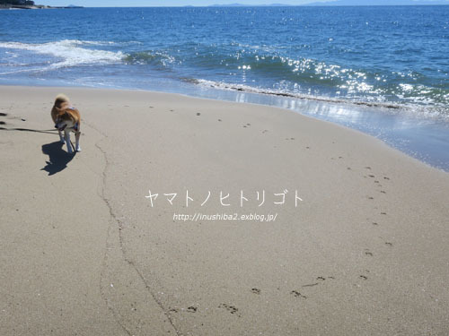 yamatoと波【フォトムービーあり】_e0394031_06112822.jpg