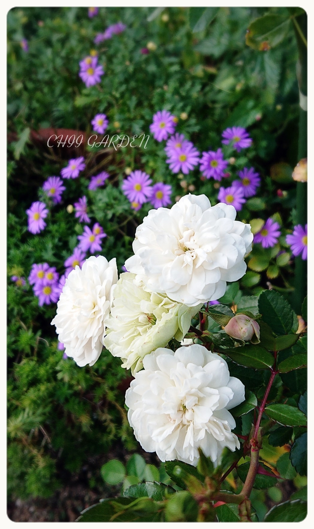 寒い朝｡プリンラテと､刈られた秋明菊_a0396340_19302258.jpg