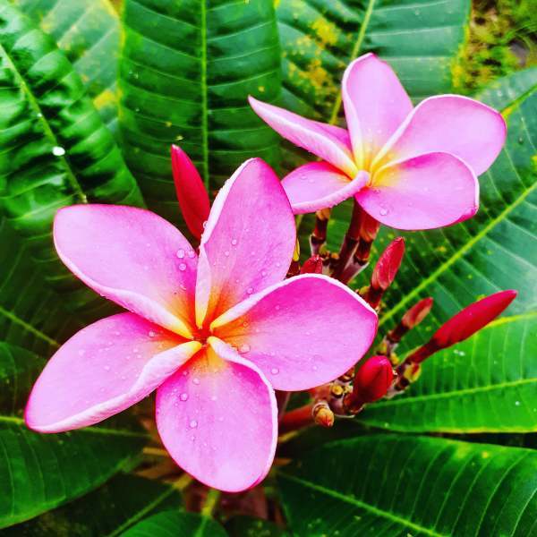 ピンクのプルメリア Nature Care Hawaii