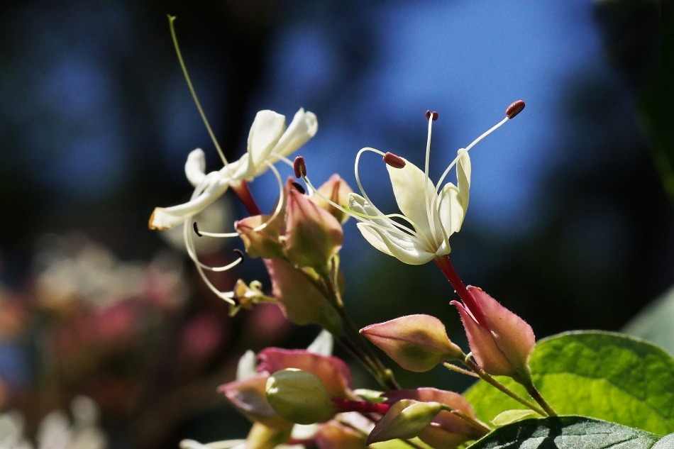 開花の推移 2020-10-29_e0229455_17232447.jpg