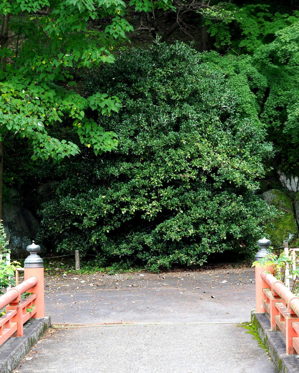 少林山達磨寺で 主役はヒイラギモクセイ_c0305565_17202576.jpg