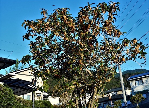 空気が香る中央ハイツにいらっしゃい_e0175370_19584281.jpg
