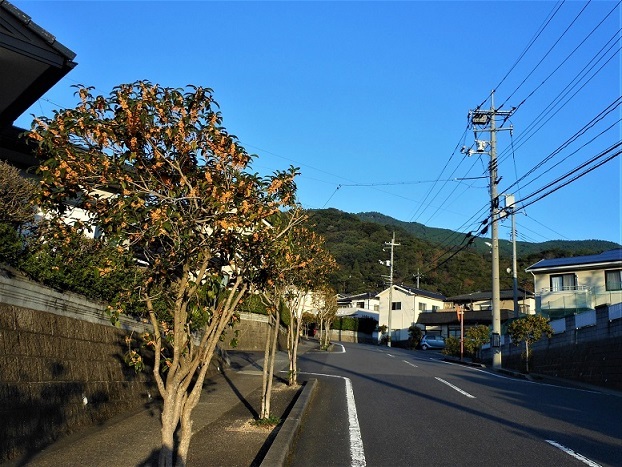 空気が香る中央ハイツにいらっしゃい_e0175370_19585280.jpg