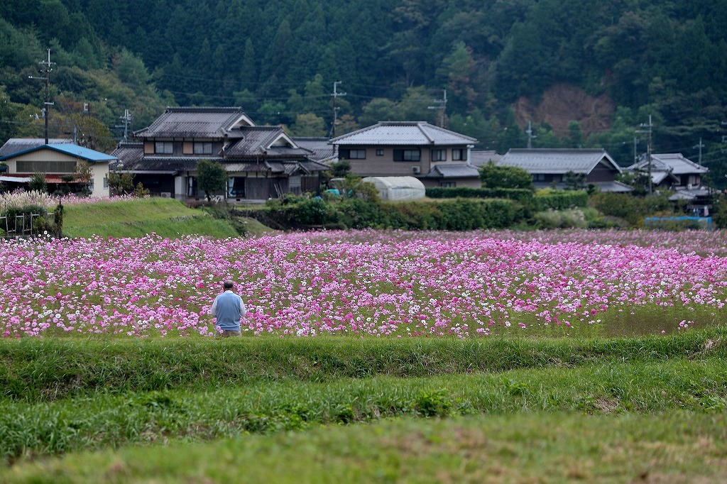 丹波市清住コスモス畑 福知山ボーイズクラブ