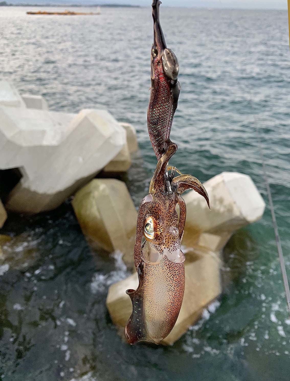 今季初にしてラストなエギング_c0095801_17564168.jpeg