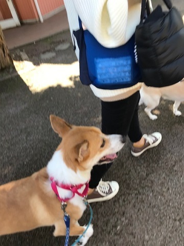 我が家の Go To キャンペーン 10 14 成田ゆめ牧場 青空 お日さま 笑顔
