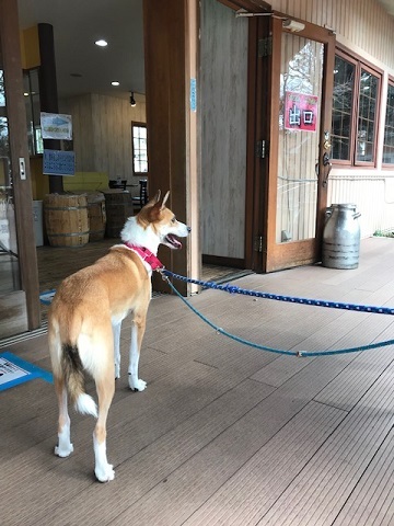 我が家の Go To キャンペーン 10 14 成田ゆめ牧場 青空 お日さま 笑顔