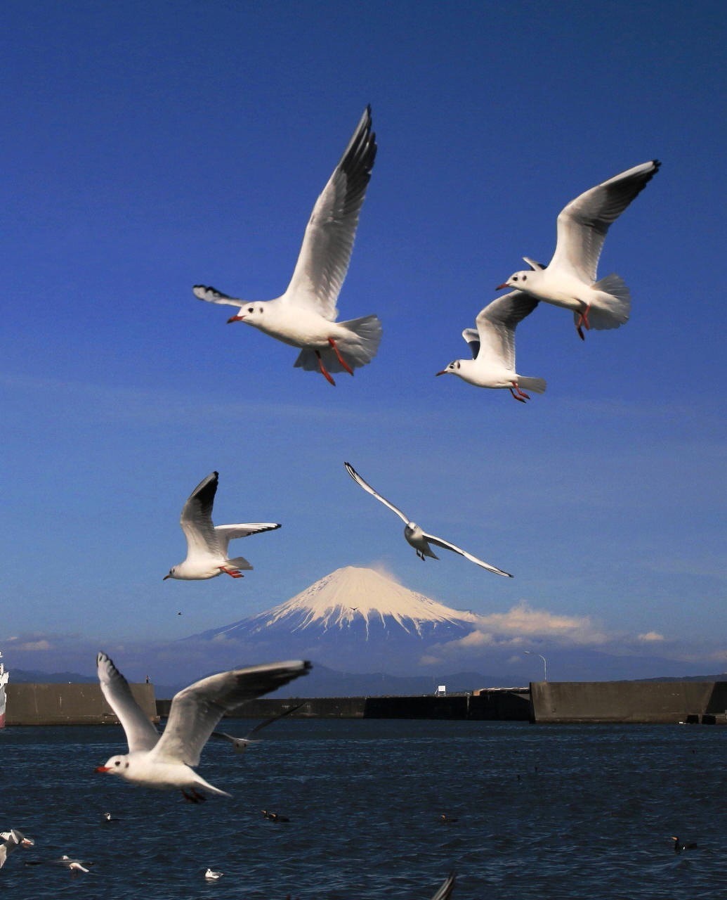 【たかこ】モビール6点 ❤︎鶴/富士山/梅/松❤︎クジラ❤︎お月見❤︎カモメ❤︎ 他 モビール | 【 早見賢二 】Zbiyak ズビヤク / 北海道 東川町 木工