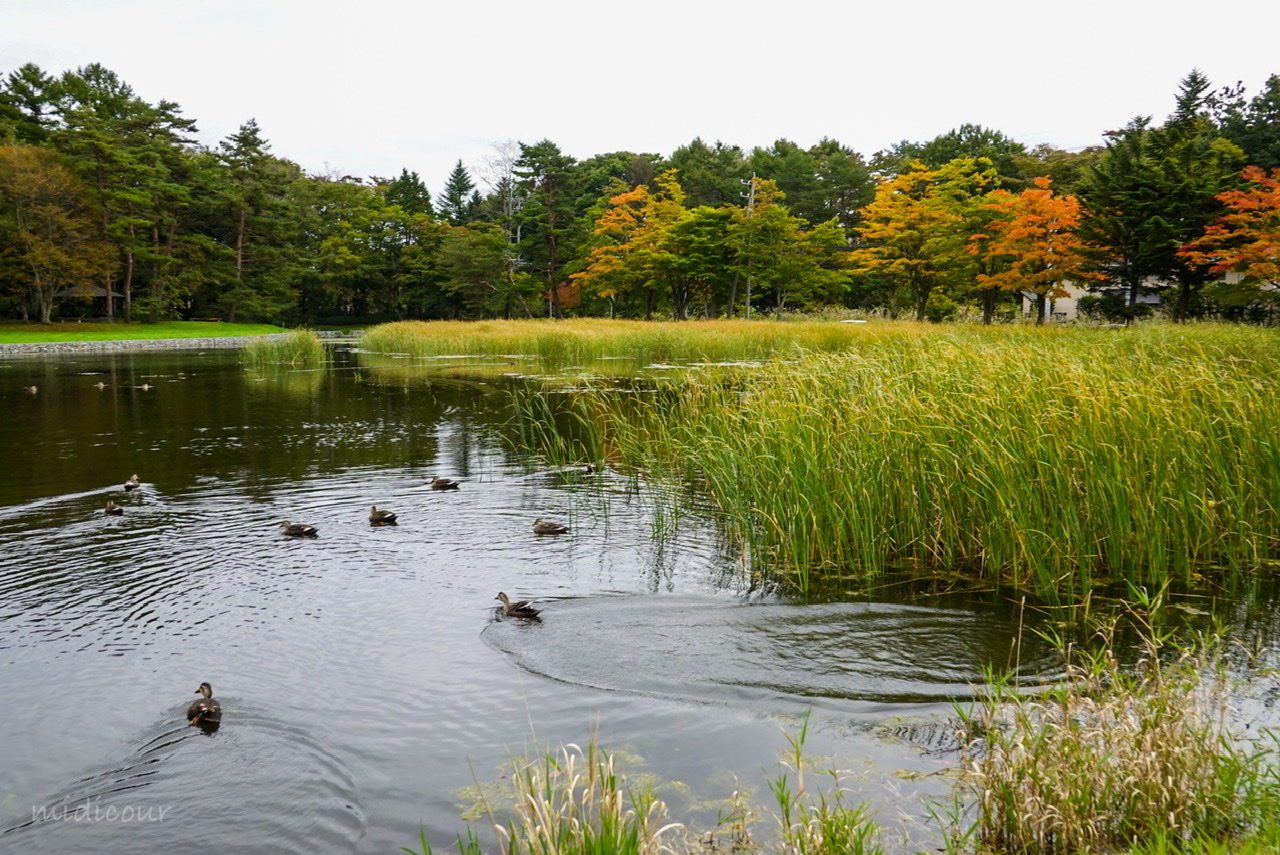 穏やかに水辺の紅葉を楽しむなら「雨宮の池」_e0136511_09062395.jpeg