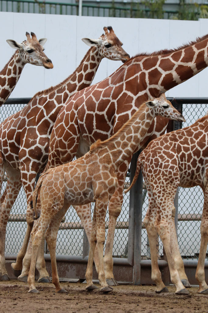 キリンっ仔 ノン ノゾミ母さんの死を乗り越えて 多摩動物公園 続々 動物園ありマス