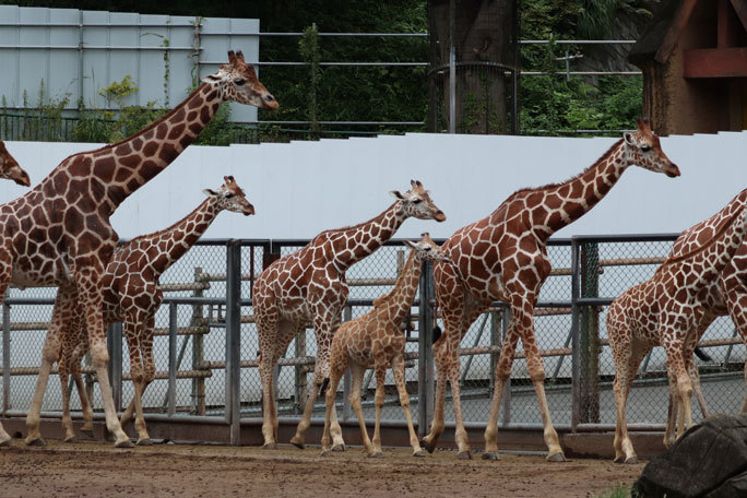キリンっ仔 ノン ノゾミ母さんの死を乗り越えて 多摩動物公園 続々 動物園ありマス