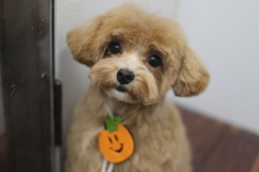 10月11日にご来店のワンちゃんです！！_b0130018_15275948.jpg