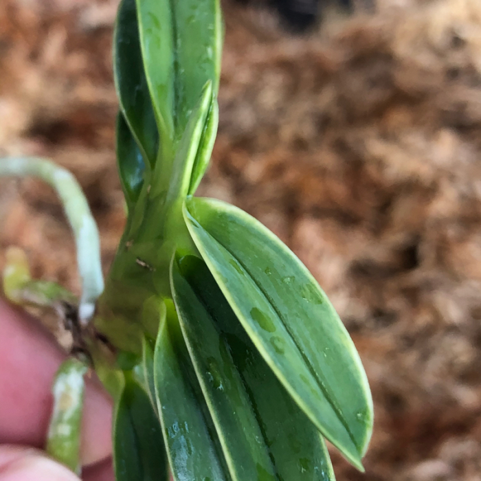 御神渡 : □ サムライ オーキッド □ 富貴蘭 セレクトショップ MAIL