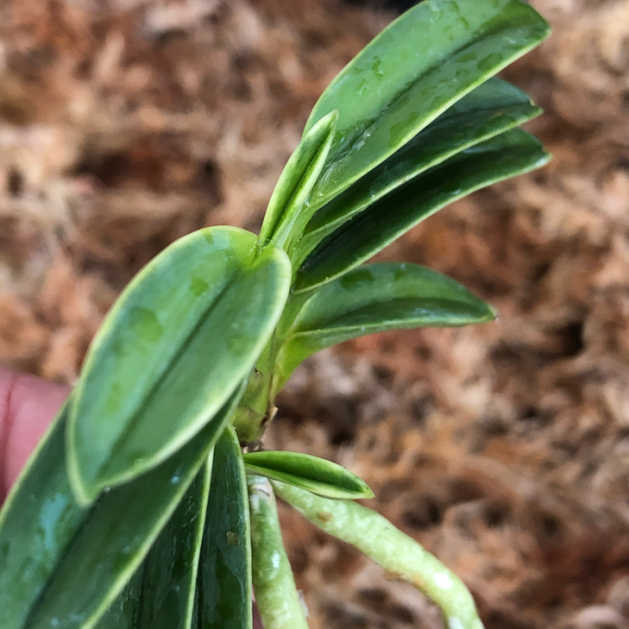 御神渡 : □ サムライ オーキッド □ 富貴蘭 セレクトショップ MAIL