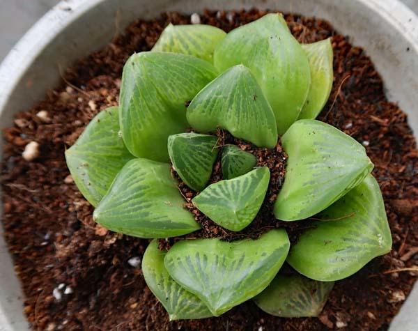 多肉植物　ハオルチアの植え替え_f0147025_19003922.jpg