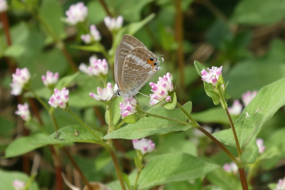 野の花を摘みに　その１_d0288144_22583981.jpg