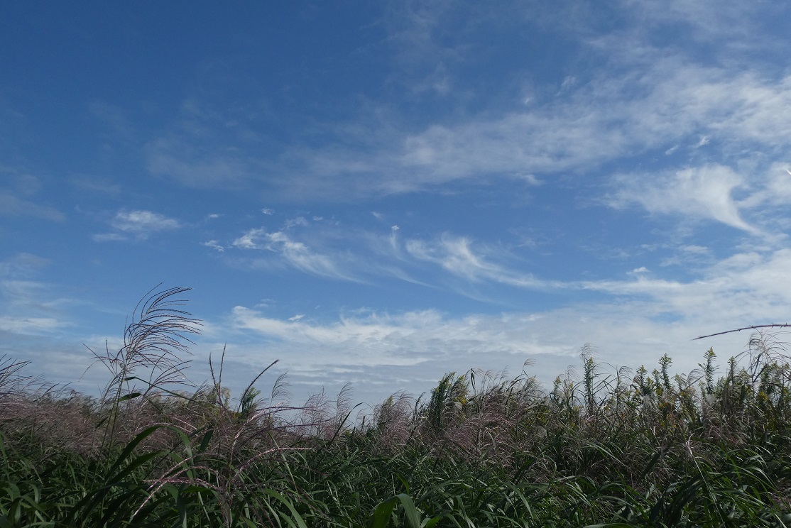 野の花を摘みに　その１_d0288144_23011828.jpg