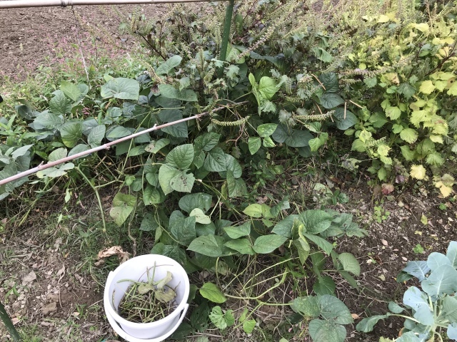 緑豆入りのスープ_d0101846_16180566.jpeg