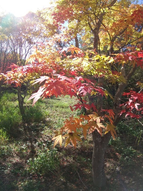 紅葉の季節_f0364455_11284044.jpg