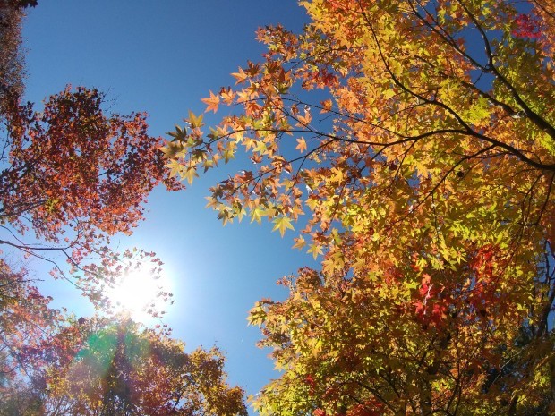 紅葉の季節_f0364455_11284045.jpg