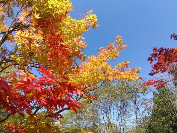 紅葉の季節_f0364455_11284065.jpg