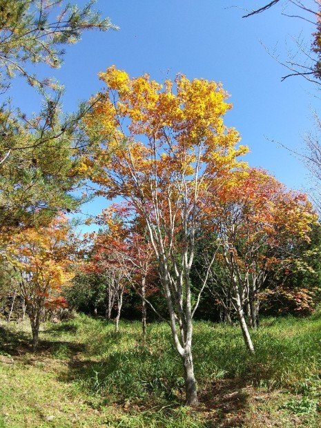 紅葉の季節_f0364455_11284197.jpg