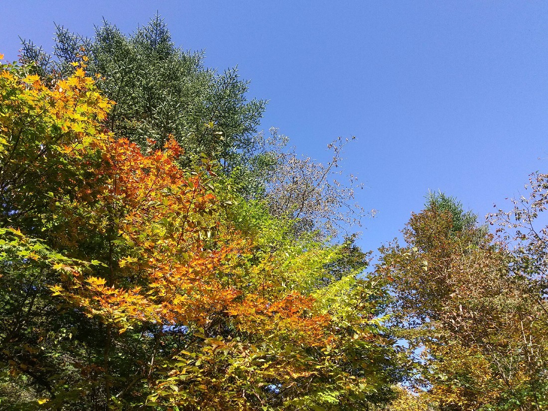 紅葉の季節_f0364455_11292715.jpg