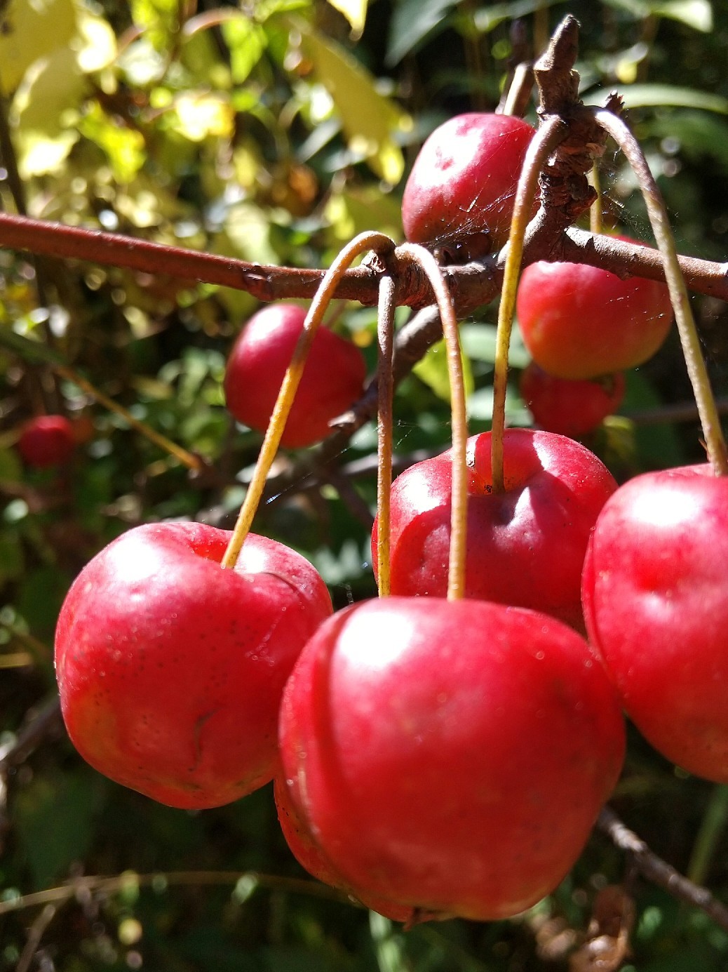 紅葉の季節_f0364455_11314250.jpg