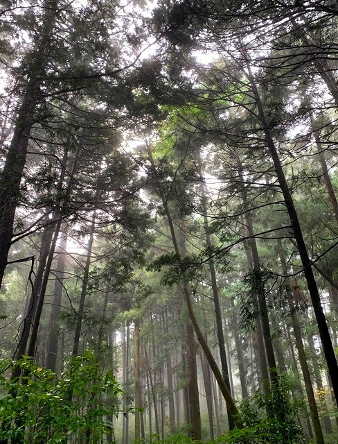 <2020年秋>奥武蔵「日和田山」(職場仲間登山)&渡来人の里「高麗郷」(日高市)_c0119160_07180535.jpg