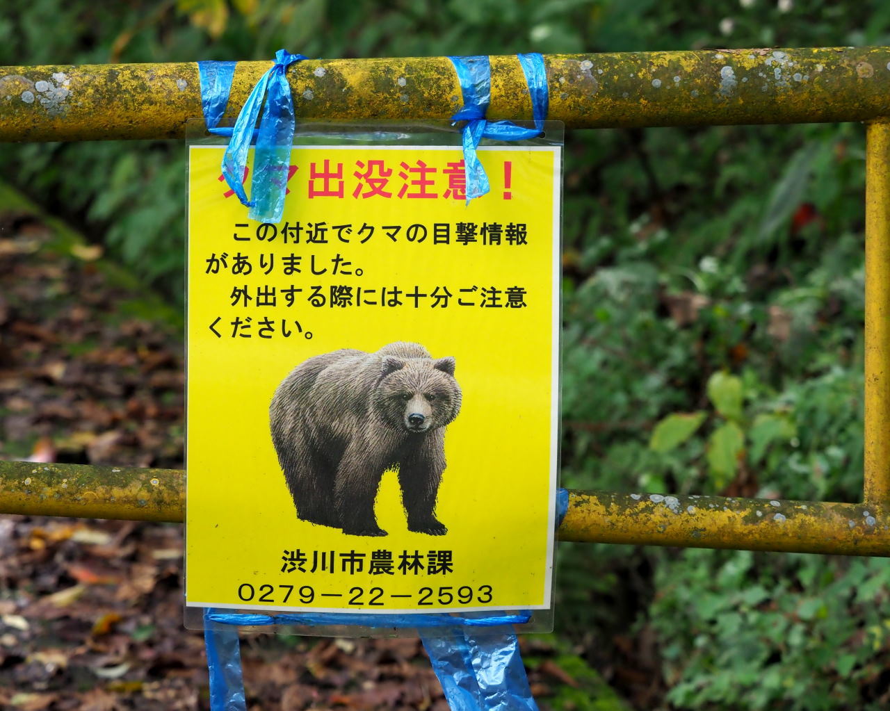 子年内にネズミが撮れた♡ ほか、センブリなど_c0305565_17355627.jpg