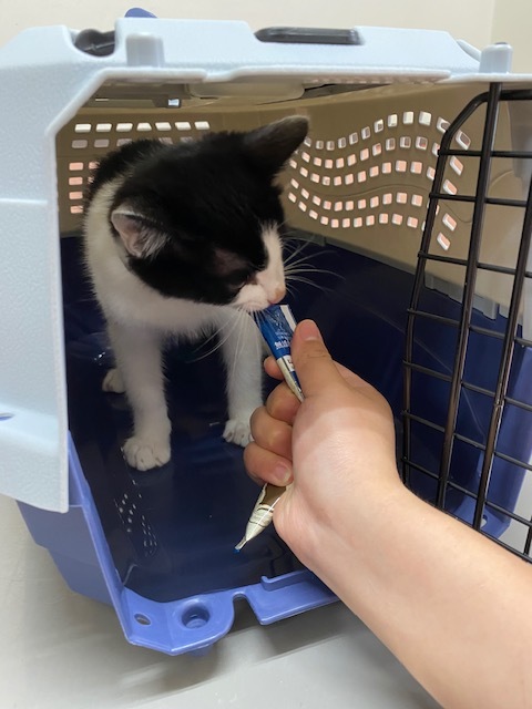 子猫のそらた③_e0367571_09341230.jpg