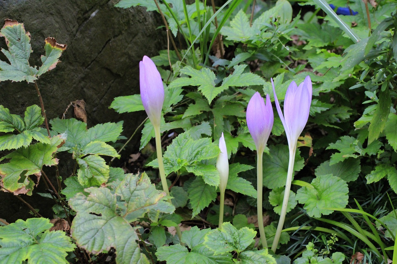 綺麗な花には毒がある イヌサフラン 成長する家 つれづれ日記
