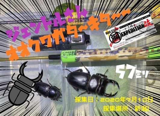 新潟県のオオクワガタ採集！鬼隊長さん、ジェントルさんの2020年自慢の採集個体♪_f0183484_12225999.jpeg