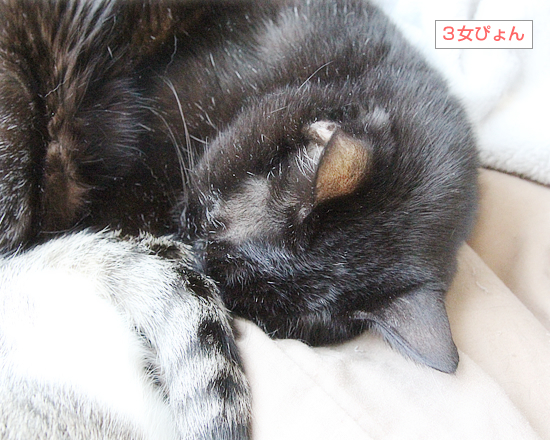 ３色だんご_a0389088_05011099.jpg