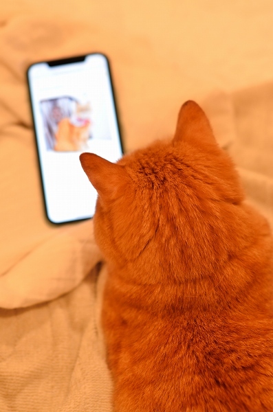 「ねこのきもち」11月号、そして「ねこのきもち WEB MAGAZINE」掲載のお知らせ_d0025294_20392757.jpg