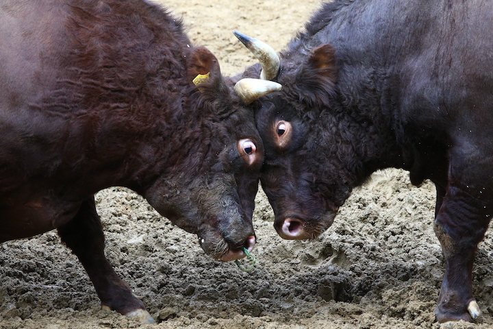 10/11 山古志闘牛 庵-龍勢_b0016600_19080188.jpg