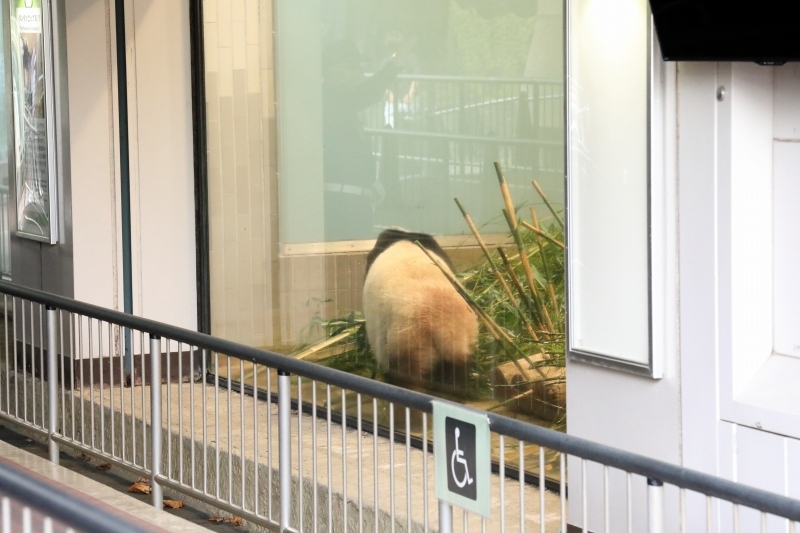 最近のシャンシャンは、写真撮影が可能になりました（上野動物園）_b0291402_08385545.jpg