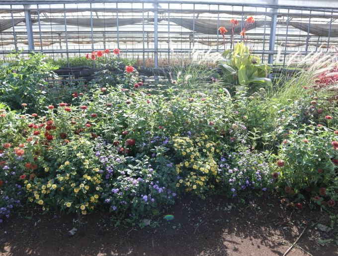 あけの秘密の花園 あけの秘密の花園