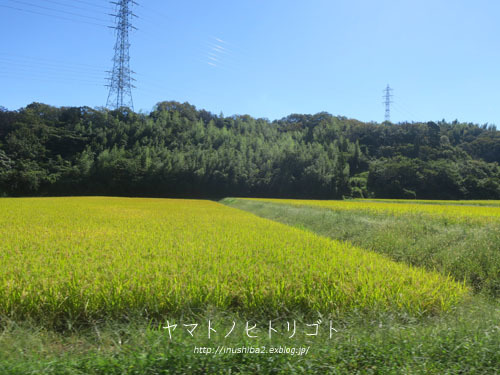 佐布里朝市_e0394031_07482389.jpg