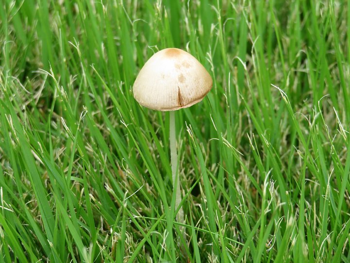 年10月日 なぜか芝生にキノコが 今日の風に吹かれましょう